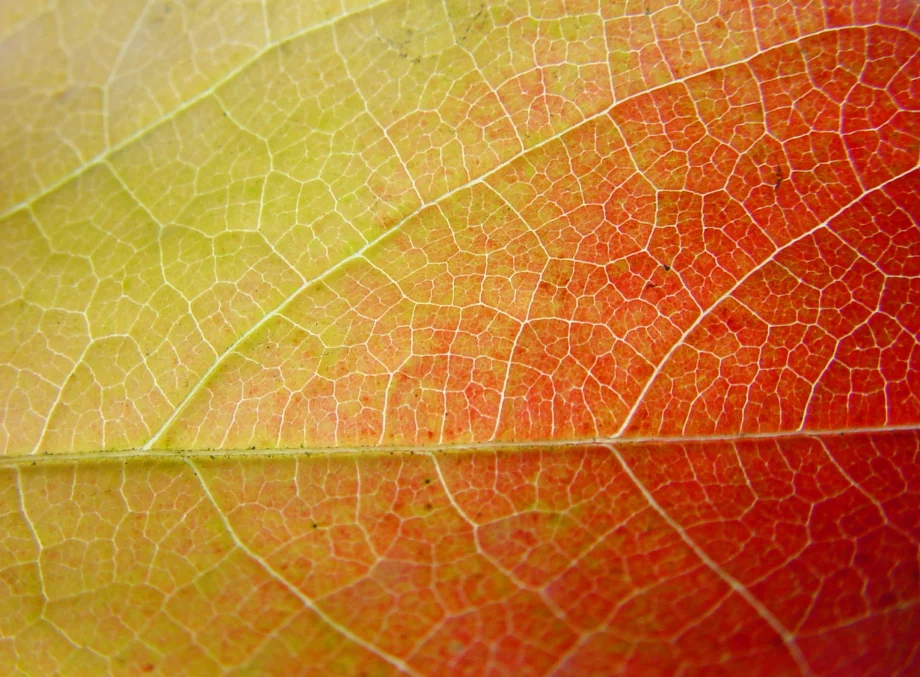 Blatt, Herbst, Gesellschaftliche Transformation und Nachhaltigkeit