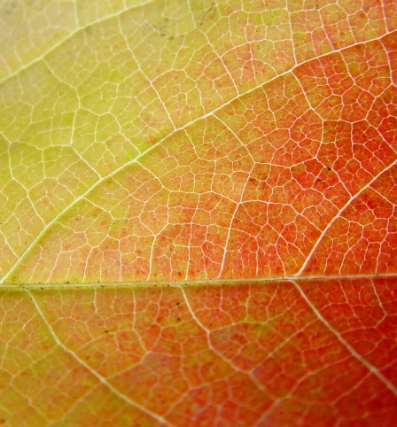 Blatt, Herbst, Gesellschaftliche Transformation und Nachhaltigkeit
