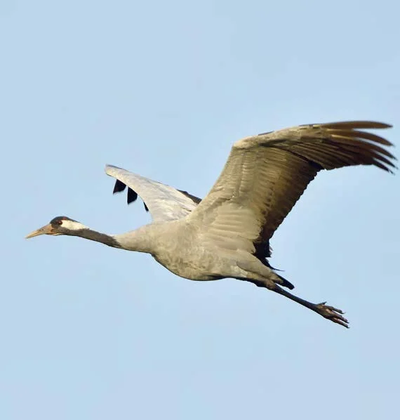 ©karin_jeahne_stockadobe_Kranich Natur Vogel