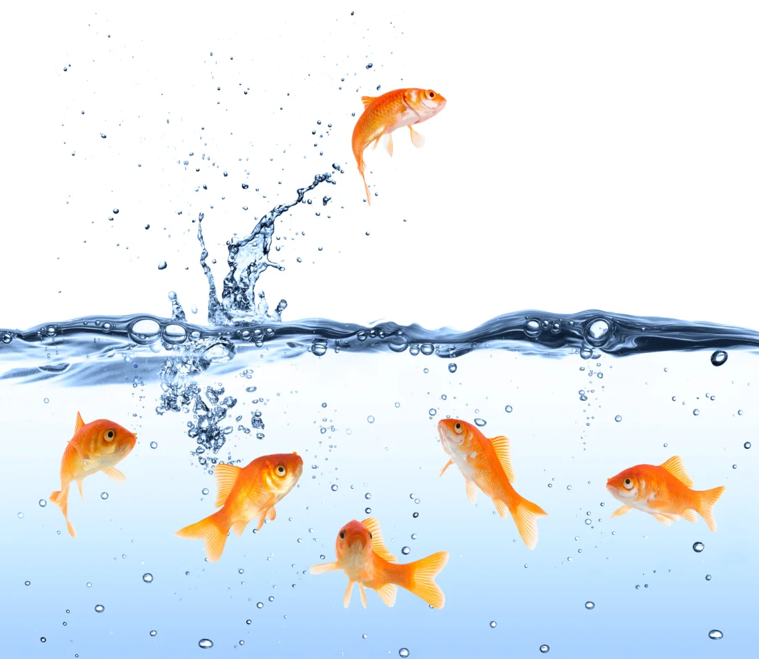 ©Romolo Tavani_goldfish_Fotolia 224504 Whistleblower