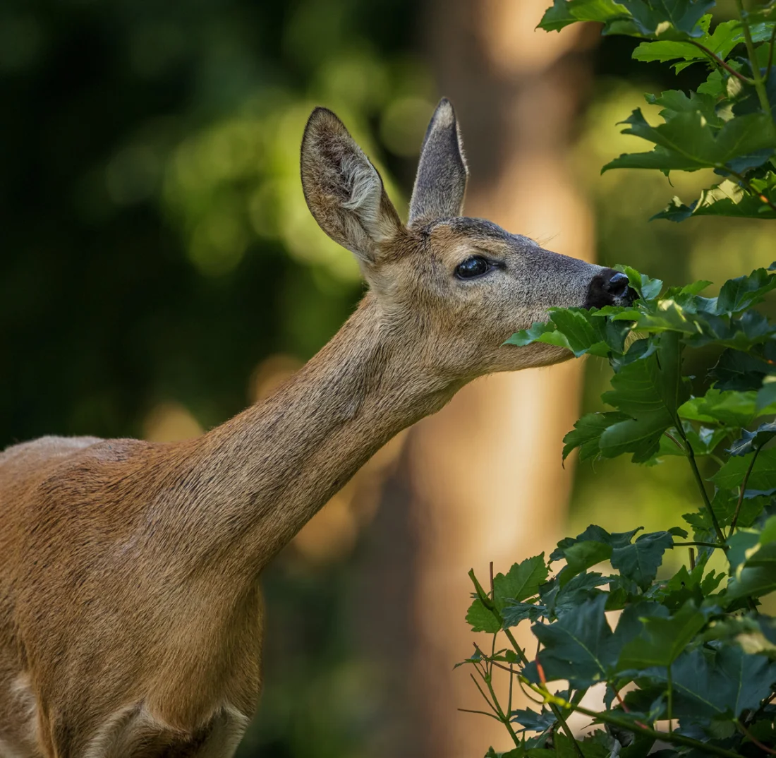©igreen220607_GRE4369 234504 Wald