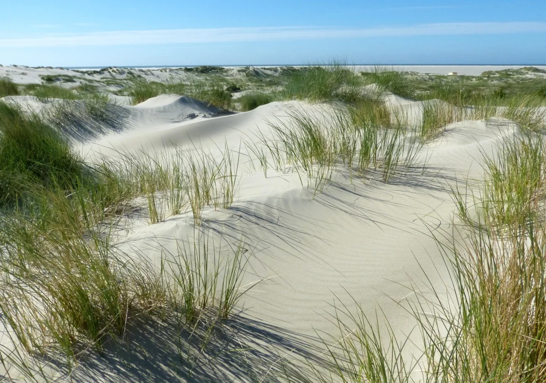 ©BabaMu_dunes_pixabay 252801 Borkum und die Umwelt entdecken