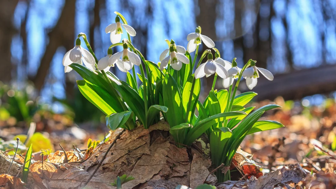 (c)rustamank AdobeStock_Schneeglöckchen (c)rustamank AdobeStock_Schneeglöckchen Frühling entspannung