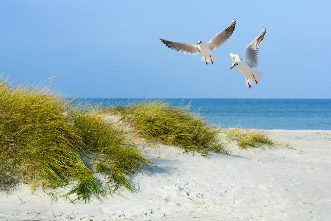 ©fotolia_61490594_m_moewen_am_sandstrand_visions_ad ©fotolia_61490594_m_moewen_am_sandstrand_visions_ad Meer Urlaub