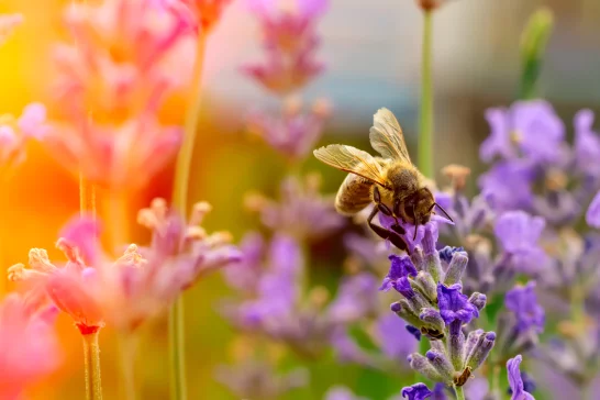 Biene Umwelt Natur Wiese Erholung